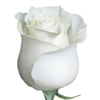 Купить белые розы в Барановичах