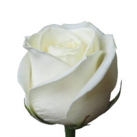 купить белая роза Барановичи, свежие цветы в Барановичах