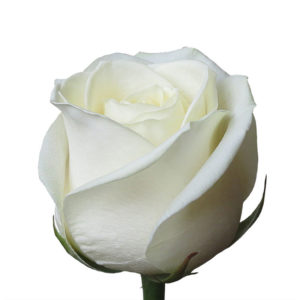 купить белая роза Барановичи, свежие цветы в Барановичах