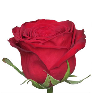 купить розы в Барановичах, красная роза