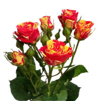 онлайн цветы в Барановичах, роза кустовая