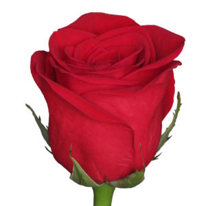 Купить красные розы в Барановичах, живые цветы