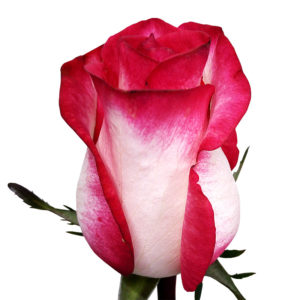 купить онлайн розы в Барановичах, цветы Барановичи