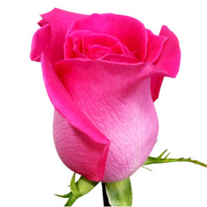 купить розы с доставкой в Барановичах, малиновая роза