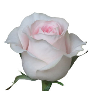 купить розовая роза в Барановичах