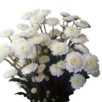 доставка цветов, купить хризантему кустовую, цветы Барановичи