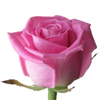 доставка свежих цветов Барановичи, розы в Барановичах