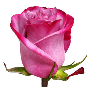 роза Эквадор в Барановичах