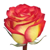 цветы в Барановичах онлайн, роза High-Magic