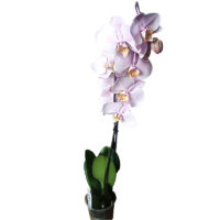 купить орхидею